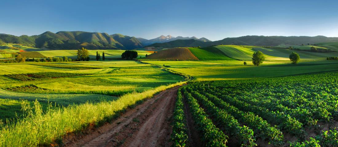 Vineyard in Rioja, a region known for its gastronomic riches