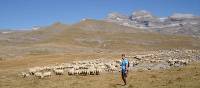 Walker passing sheep in cuello arenas in the Ordessa Valley