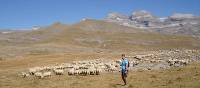 Walker passing sheep in cuello arenas in the Ordessa Valley