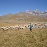 Walker passing sheep in cuello arenas in the Ordessa Valley