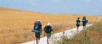 Pilgrims walking along the Camino in the Rioja region