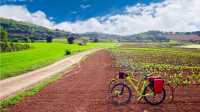 Exploring Spain's Rioja region by bike