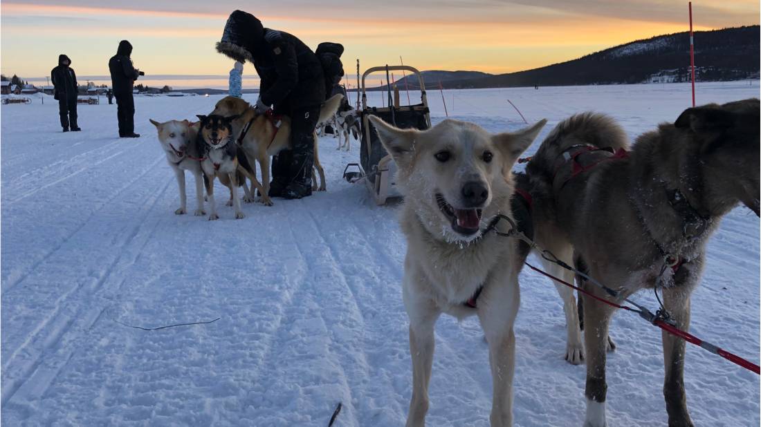 Dogsledding is one of the highlights of an Arctic adventure |  <i>Kate Baker</i>