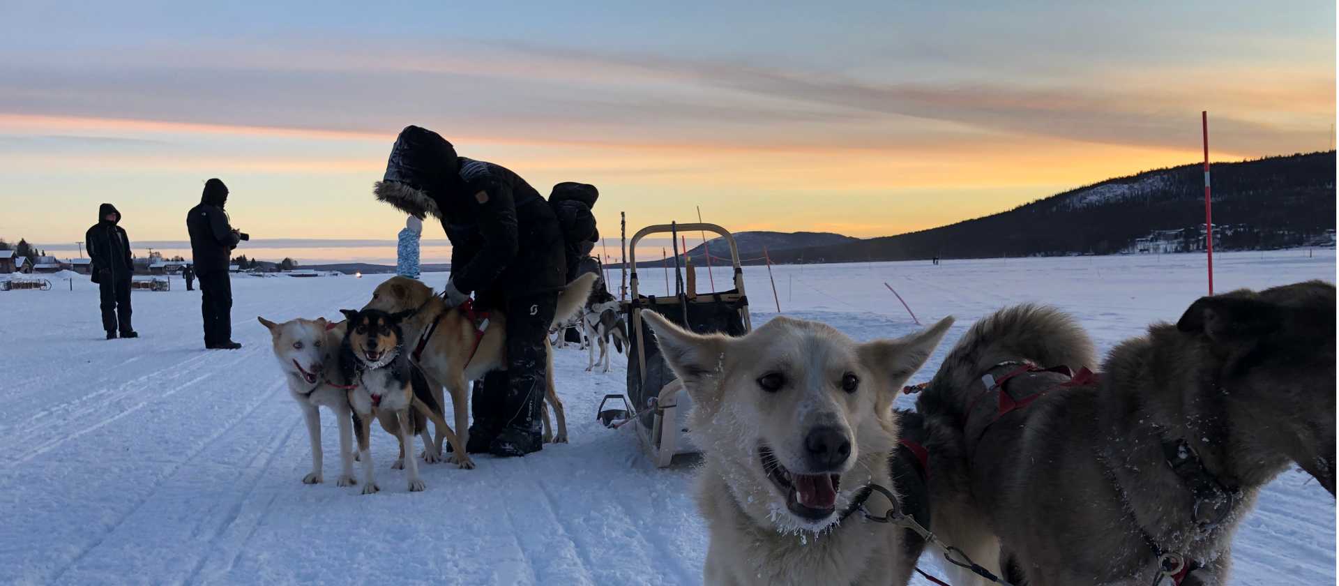 Dogsledding is one of the highlights of an Arctic adventure | Kate Baker