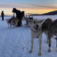 Dogsledding is one of the highlights of an Arctic adventure | Kate Baker