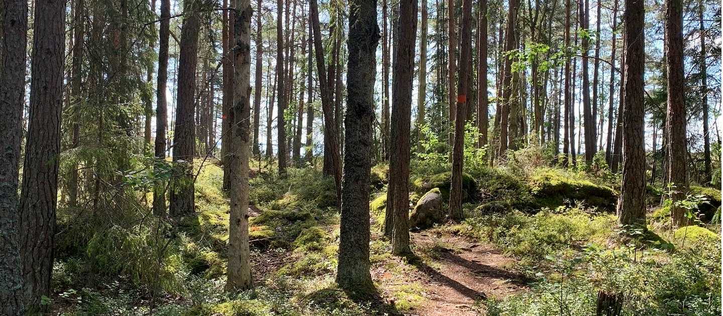 Following the Sörmland Trail through the forest