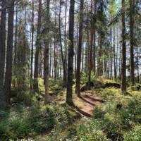 Following the Sörmland Trail through the forest