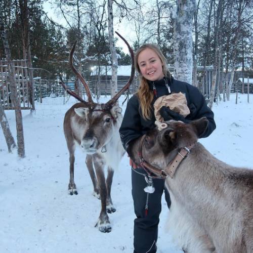 Feeding reindeer in Swedish Lapland