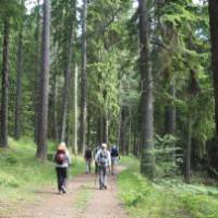 Hiking through Häringe-Hammersta nature reserve | Kathy Kostos