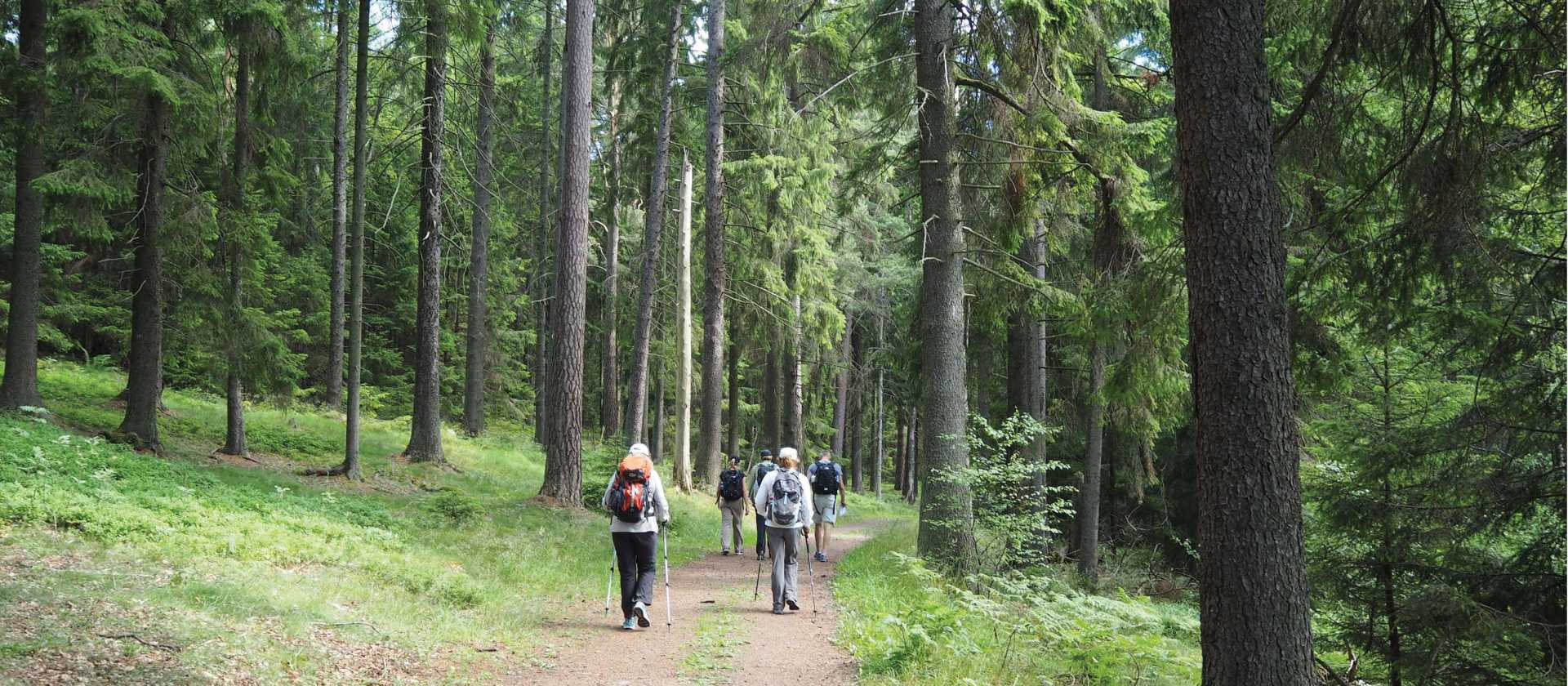 Hiking through Häringe-Hammersta nature reserve | Kathy Kostos
