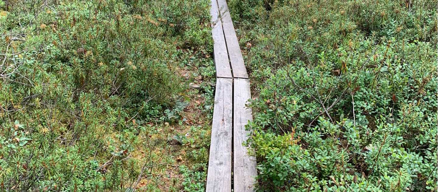 Forest route on the Sörmland Trail