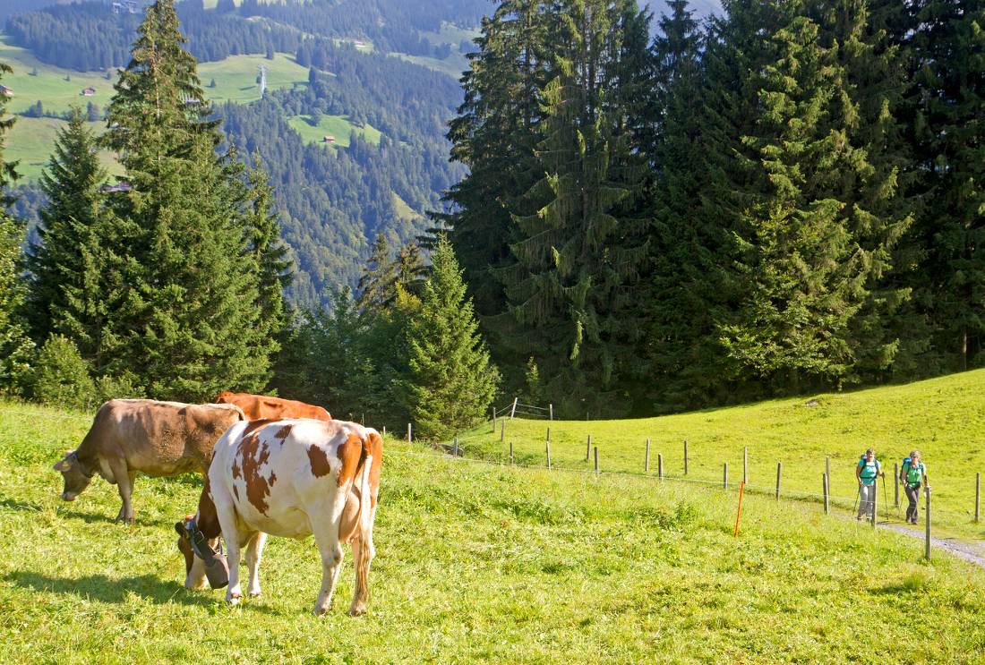 Classic Swiss scenery on the Alpine Pass Route |  <i>Andrew Bain</i>