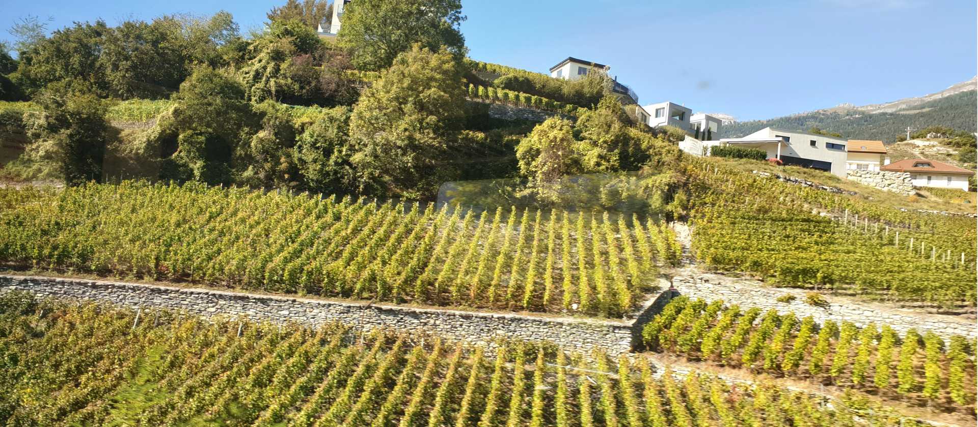 Vaud vineyards | Dana Garofani