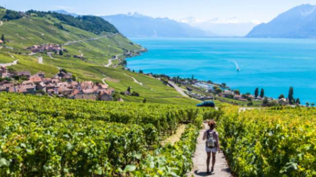 Vineyards near Lausanne in Switzerland