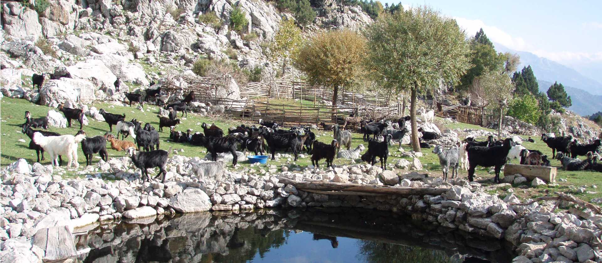 A picturesque herd of goats