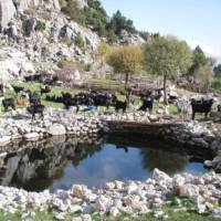 A picturesque herd of goats
