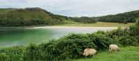 Serene landscapes for grazing | Scott Kirchner