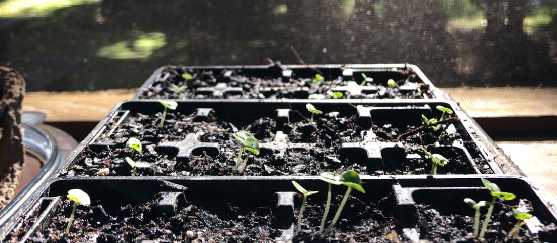 Growing seedlings |  <i>Jaclyn Lofts</i>