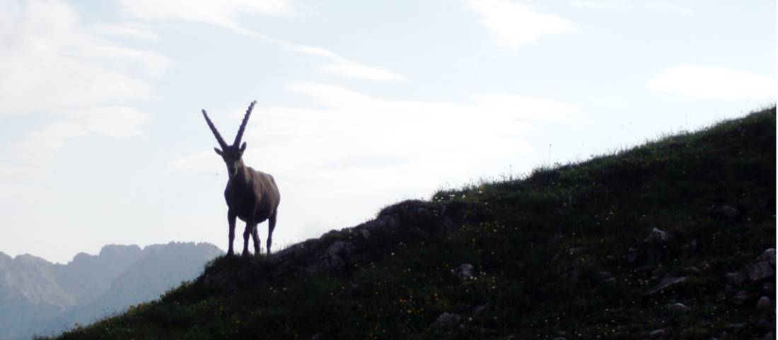 Encountering an alpine ibex on the Via Alpina |  <i>Brandon Wilson</i>