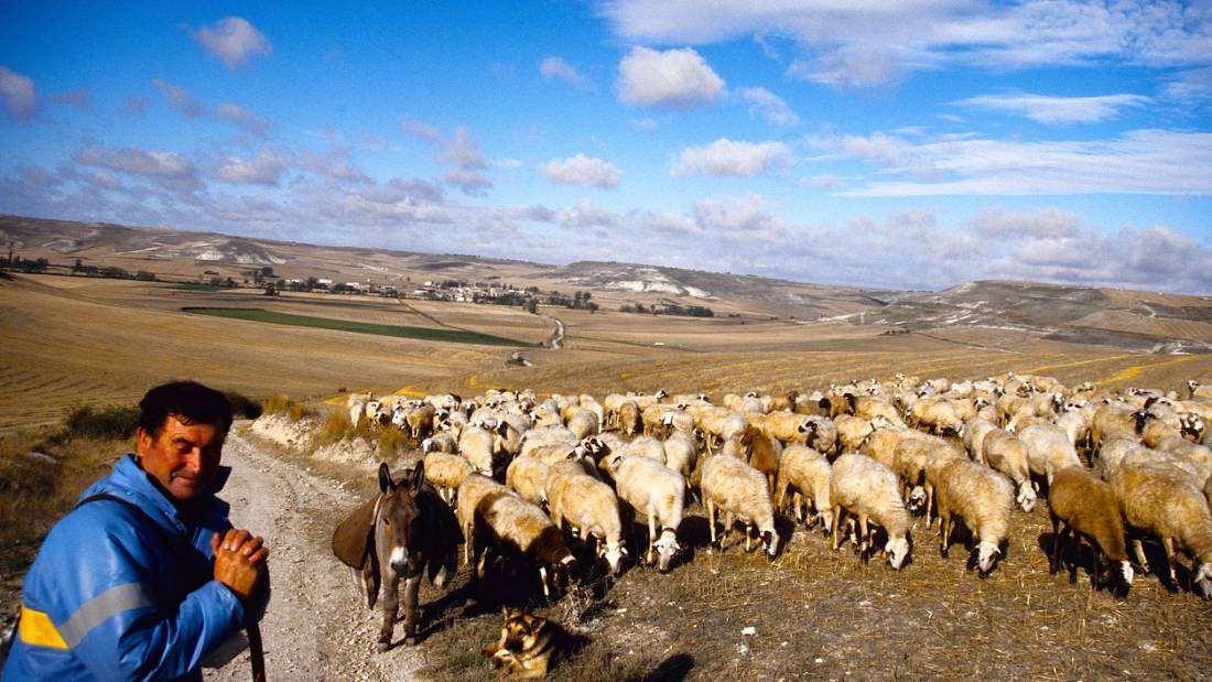Shepherd and flock in Spain |  <i>Brandon Wilson</i>