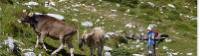 Cows |  <i>Jaclyn Lofts</i>
