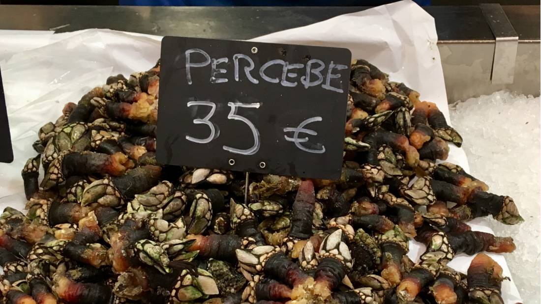 Percebes barnacles are exlusively found in Galicia