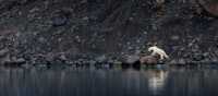 Polar bear exploring the coastline in eastern Greenland | Jane Rix