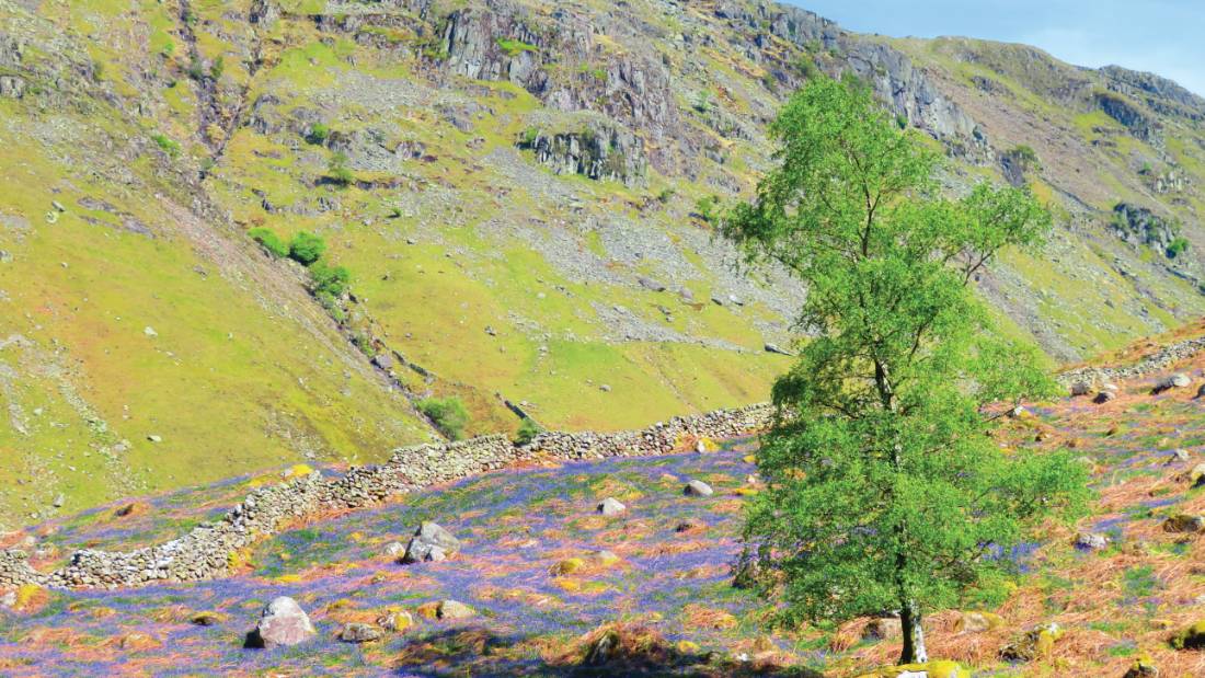 Birch and Bluebells, Langstrath Valley |  <i>John Millen</i>