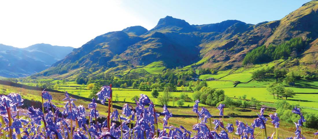 Bluebells and the pikes, Great Langdale |  <i>John Millen</i>