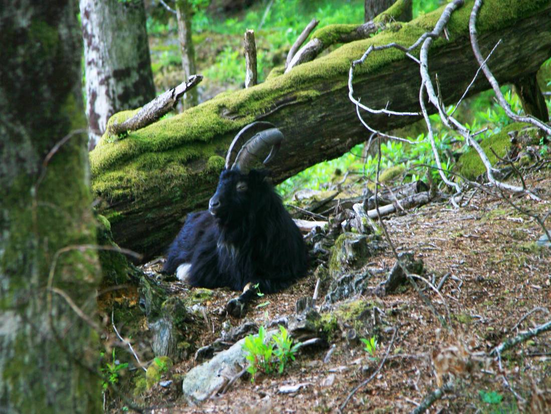 Feral Goat at Inversnaid, Scotland