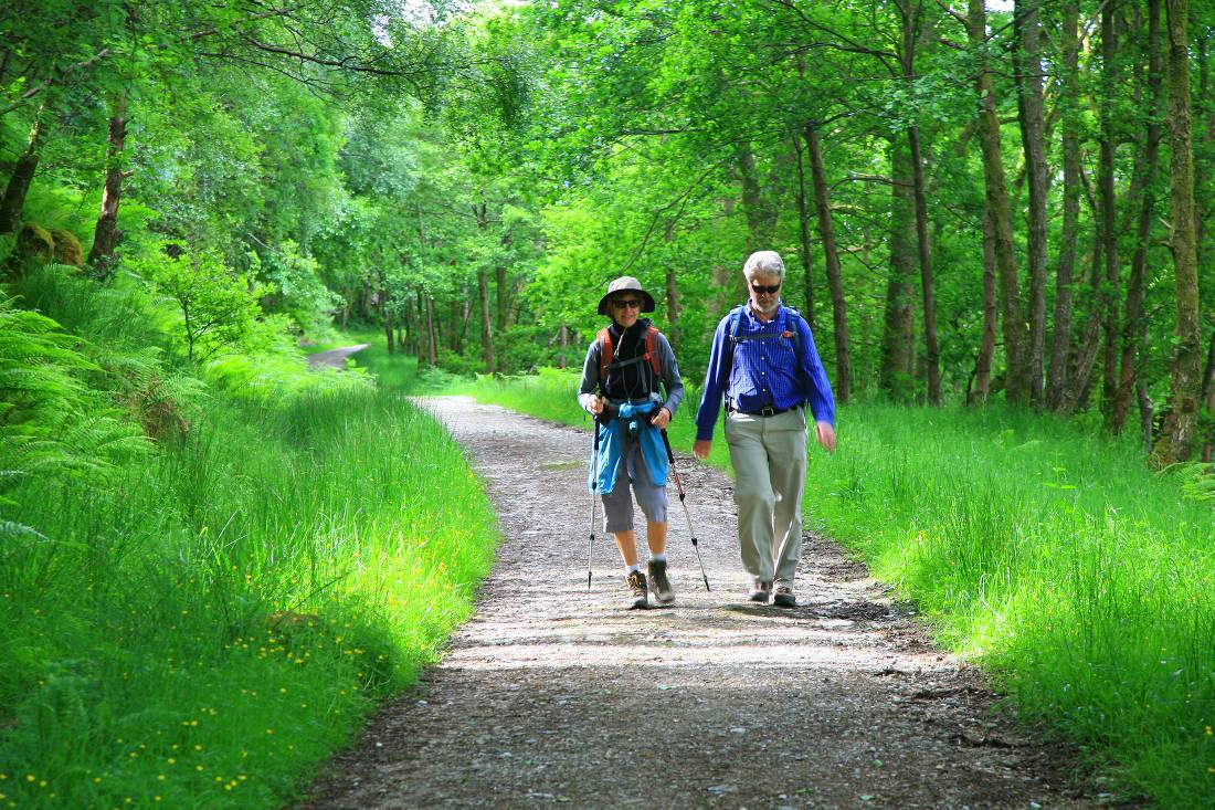 Forest track near Rowardennan, Scotland 