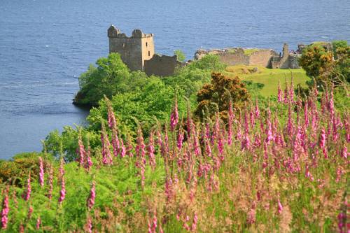 Urquhart Castle through Foxgloves, Great Glen Way