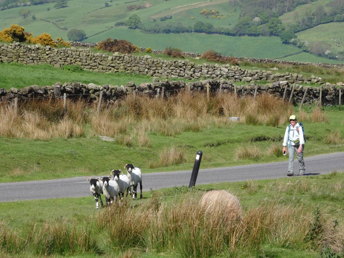 Walk through English farmland on the Coast to Coast Trail |  <i>John Millen</i>