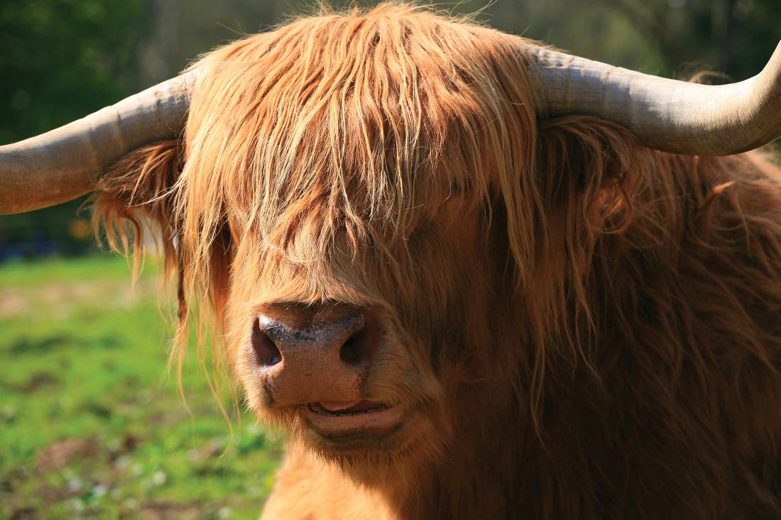 Highland Coo