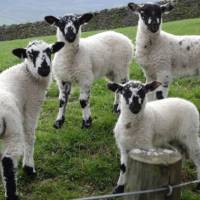 Black faced sheep of Reeth