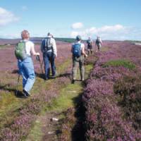 Walking through heather on the Wicklow Way