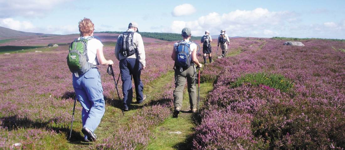Walking through heather on the Wicklow Way