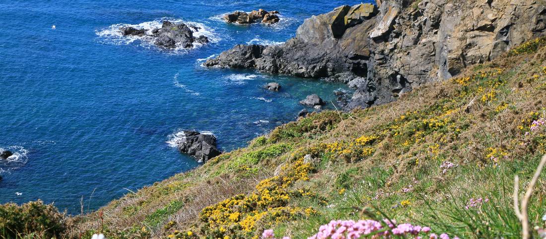 Coast and flowers |  <i>John Millen</i>