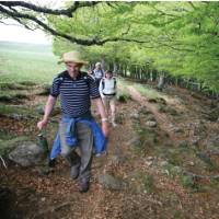 Beech trees near Aubrac