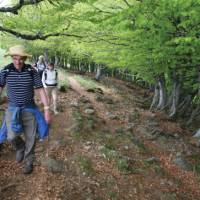 Beech trees near Aubrac