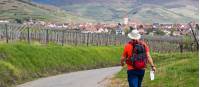 Hiking between the vineyards of Alsace |  <i>Charles Hawes</i>