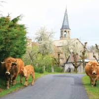 Rush hour in Le Chaze