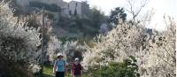 Descending through blossom from Saignon