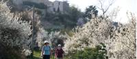 Descending  through blossom from Saignon