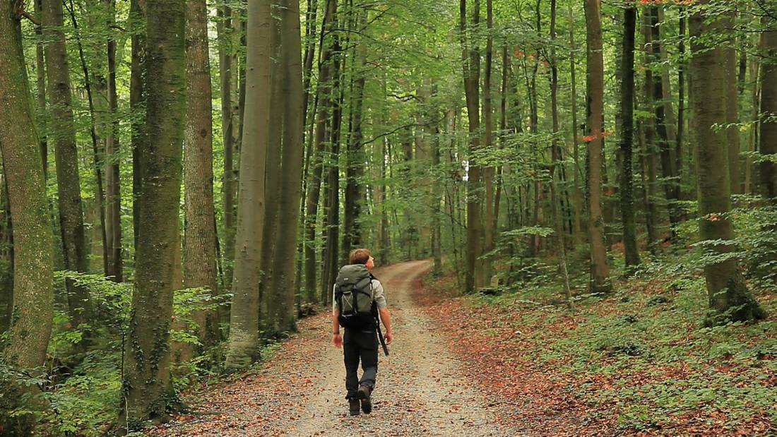 Walking through the Beech Forests of Bavaria |  <i>Will Copestake</i>