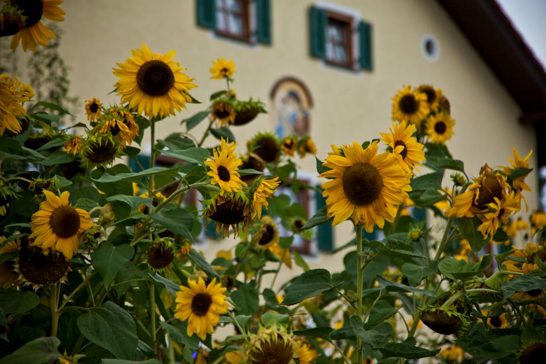 Sunflowers on King Ludwig's Way |  <i>Will Copestake</i>