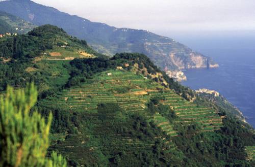 Cinque Terre vineyard terraces