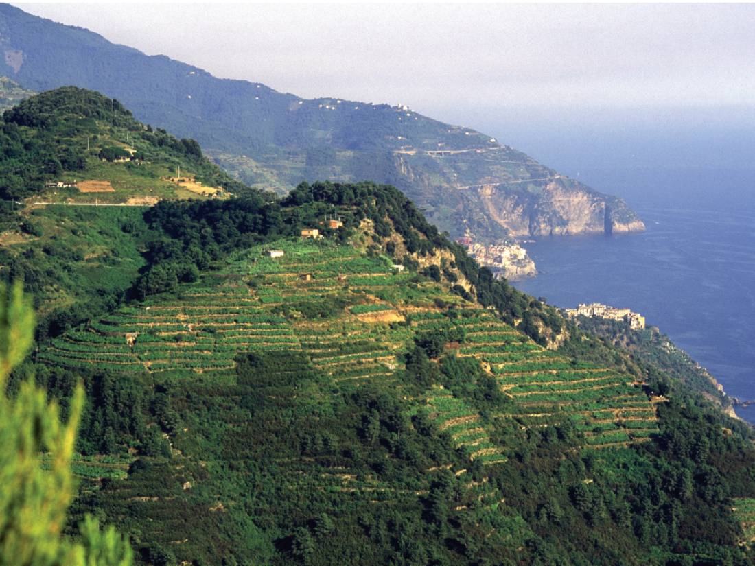 Cinque Terre vineyard terraces