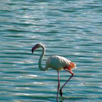 Flamingo, Sardinia