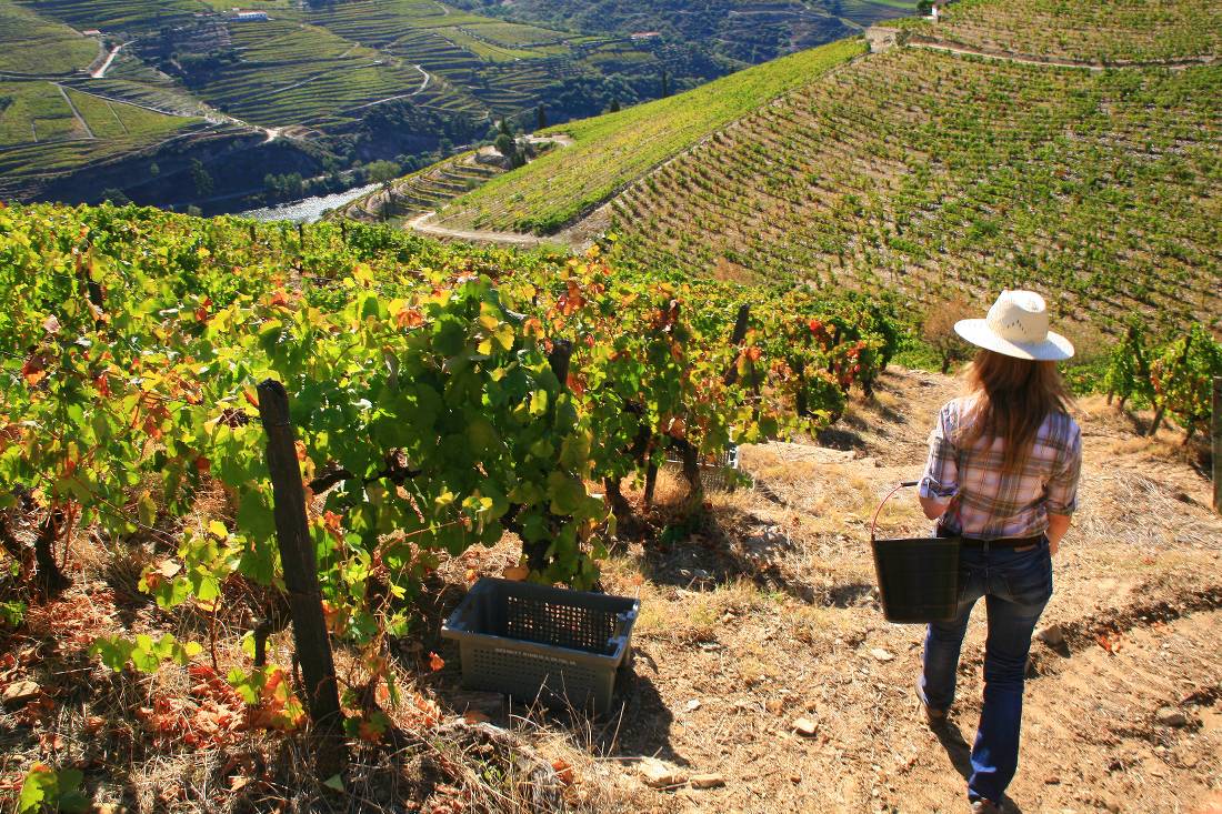 Vineyards above the Douro Valley